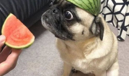 吃瓜爆料图片大全表情包,揭秘娱乐圈幕后故事